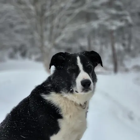 別荘 Terre - 1-4 Pers, A 20 Mins De Vulcania Et Du Puy-de-dome, 35 Mins Du Sancy Gelles