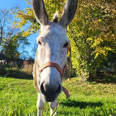 Terre - 1-4 Pers, A 20 Mins De Vulcania Et Du Puy-de-dome, 35 Mins Du Sancy